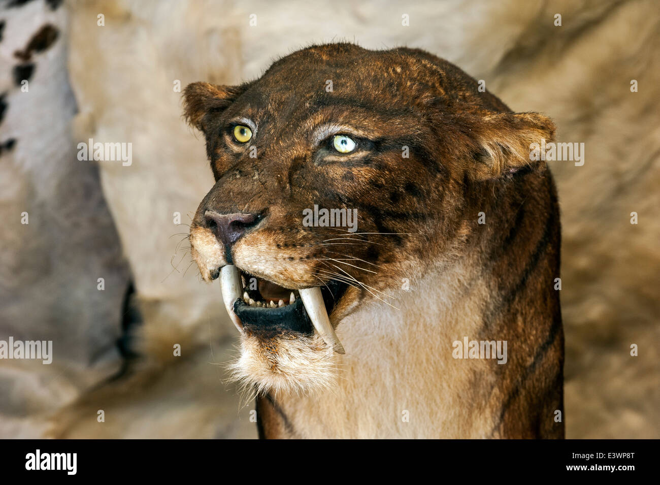 Smilodon, estinto saber-gatto dentato a Prehisto Parc, il parco a tema sulla vita preistorica a Tursac, Périgord e Dordogna, Francia Foto Stock
