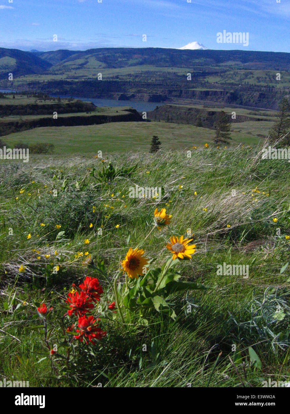 Arrowleaf Balsamroot e Indian Paintbrush sono vivaci fiori selvatici comunemente presenti negli ecosistemi della savana di quercia. Queste specie prosperano in paesaggi aperti e sono parte integrante della biodiversità della regione. Foto Stock