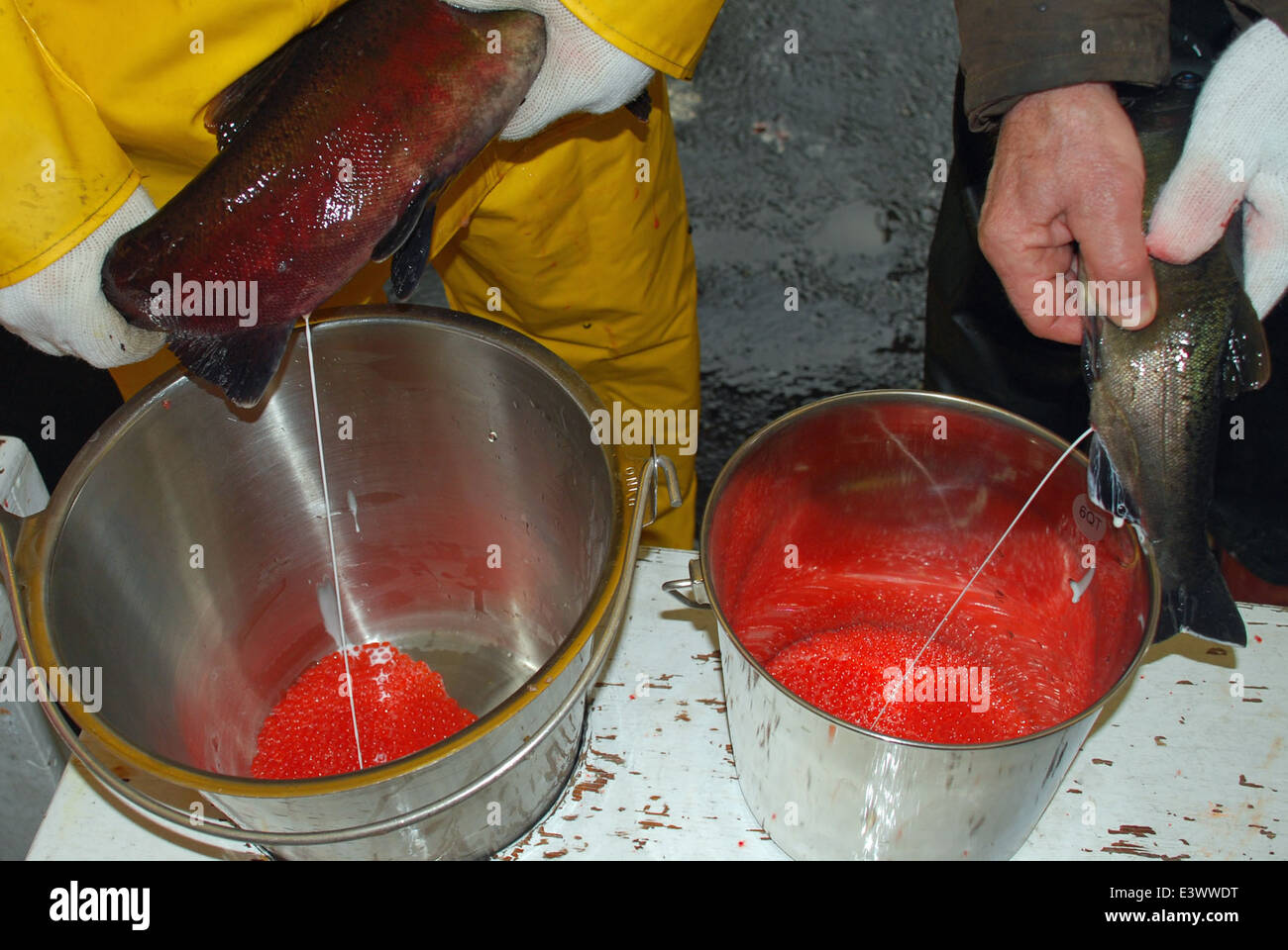Al Quilcene National Fish Hatchery di Washington, il personale del servizio ittico e fauna selvatica statunitense aggiunge sperma per fertilizzare le uova di salmone di coho come parte degli sforzi per preservare e ripristinare le popolazioni locali di salmone. Questo processo è essenziale per mantenere la biodiversità e sostenere ecosistemi acquatici sani. Foto Stock
