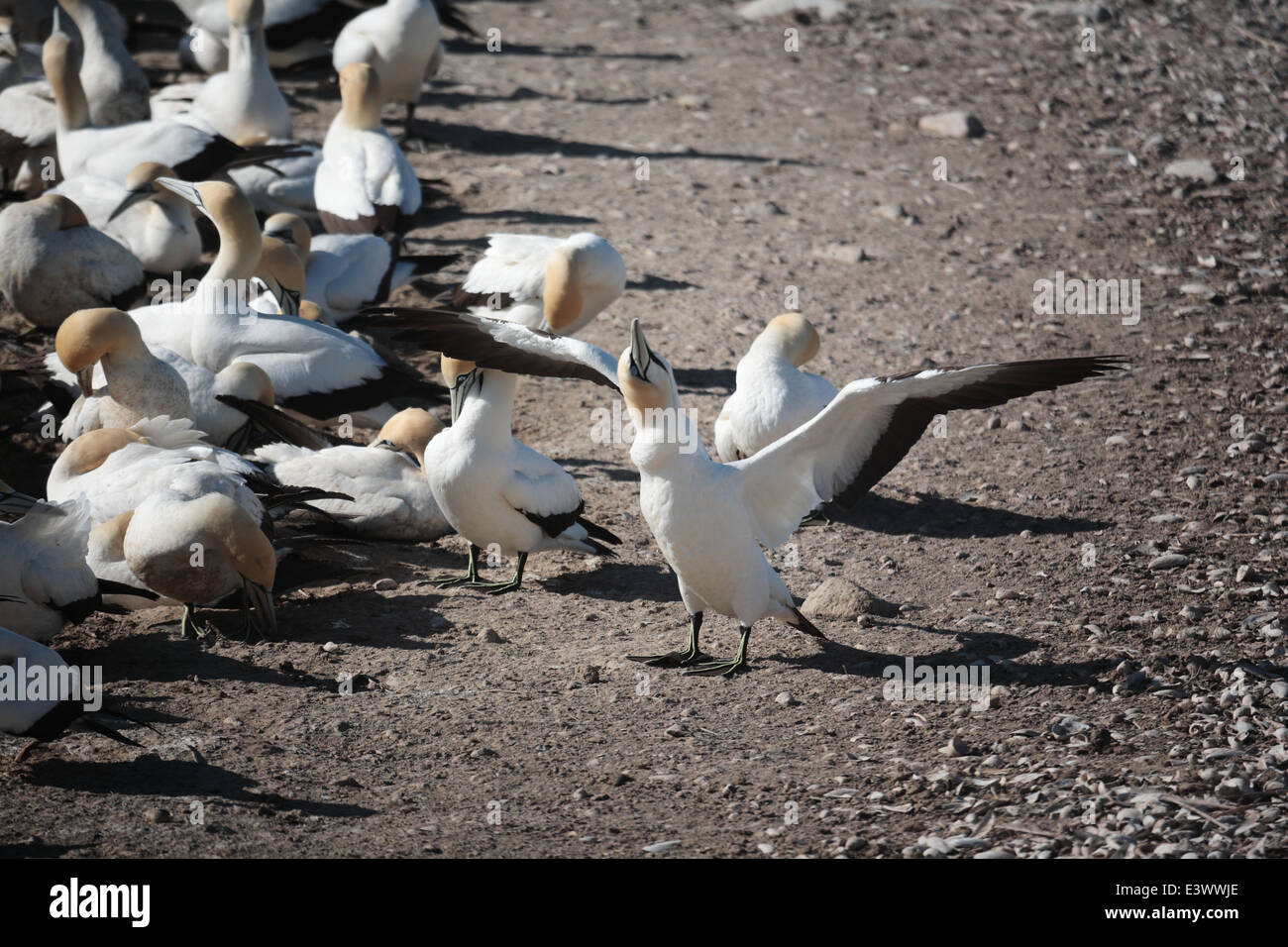 Gannett torcendo il collo in Gannett colonia su Bird Island in Lambert's Bay Foto Stock
