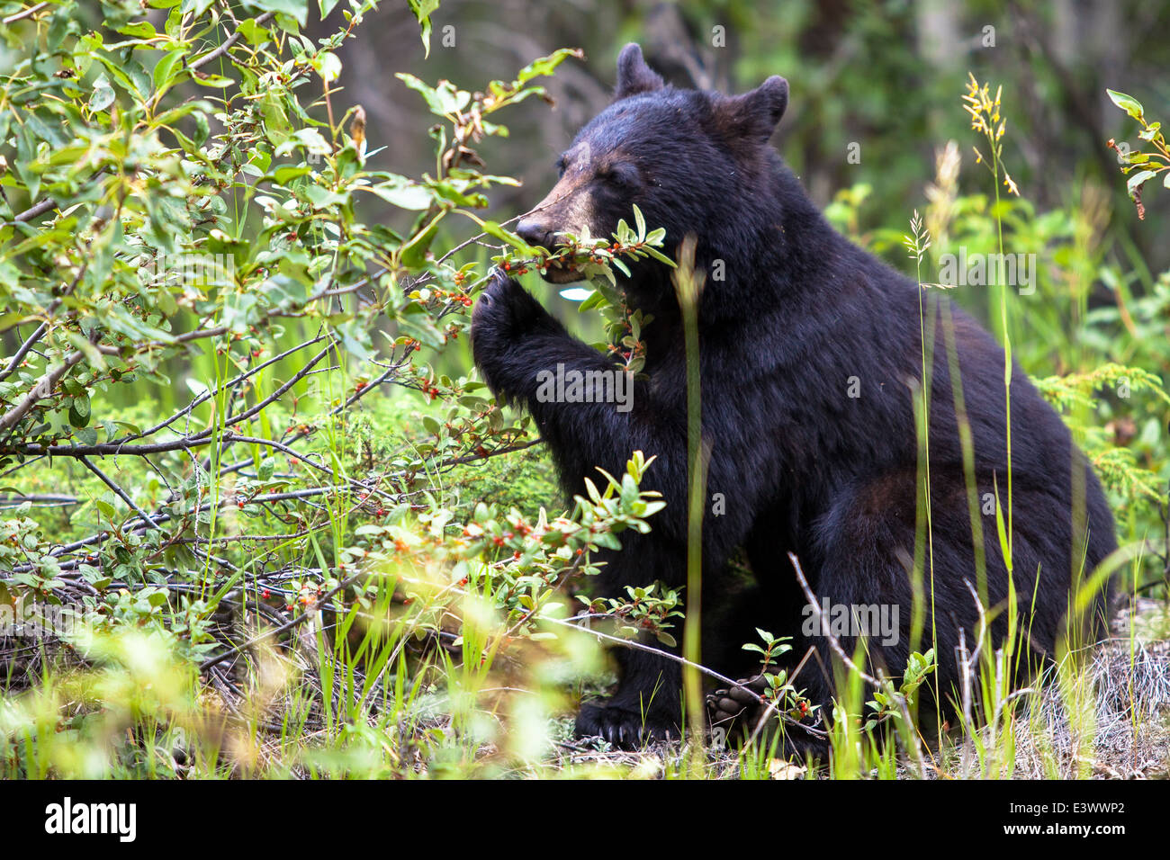 Black Bear mangiare i frutti di bosco Foto Stock