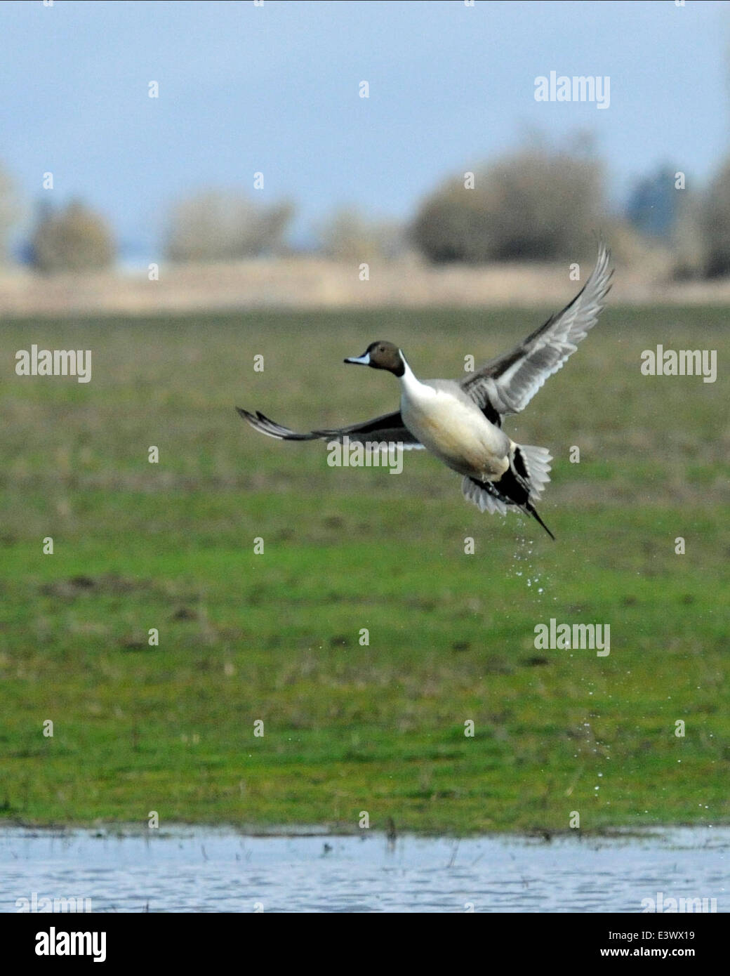 Un pintail maschio, una specie di anatra, vola con grazia sopra la Willamette Valley. Note per le loro caratteristiche piume a coda lunga e appuntita, queste anatre si trovano comunemente nelle zone umide e sono una parte importante degli ecosistemi delle zone umide. Foto Stock
