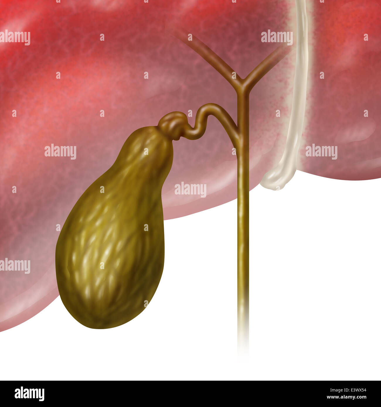 Colecisti o cistifellea umano organo interno come una funzione del sistema digestivo per memorizzare la bile come parte del sistema biliare del corpo come una illustrazione medica concetto su uno sfondo bianco. Foto Stock