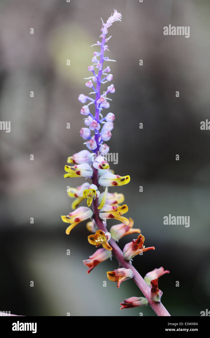 Close up della infiorescenza di lachenalia mutabilis, una fioritura invernale pianta bulbosa indigeni per il Sud Africa Foto Stock