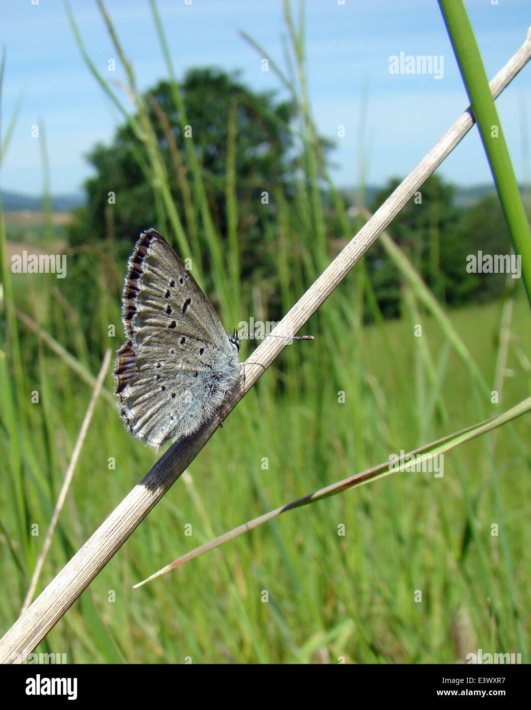 La farfalla blu di Fender, una specie a rischio di estinzione, si trova al Baskett Slough National Wildlife Refuge, nella Willamette Valley dell'Oregon. Gli sforzi per conservare questa specie sono in corso presso il rifugio. Foto Stock