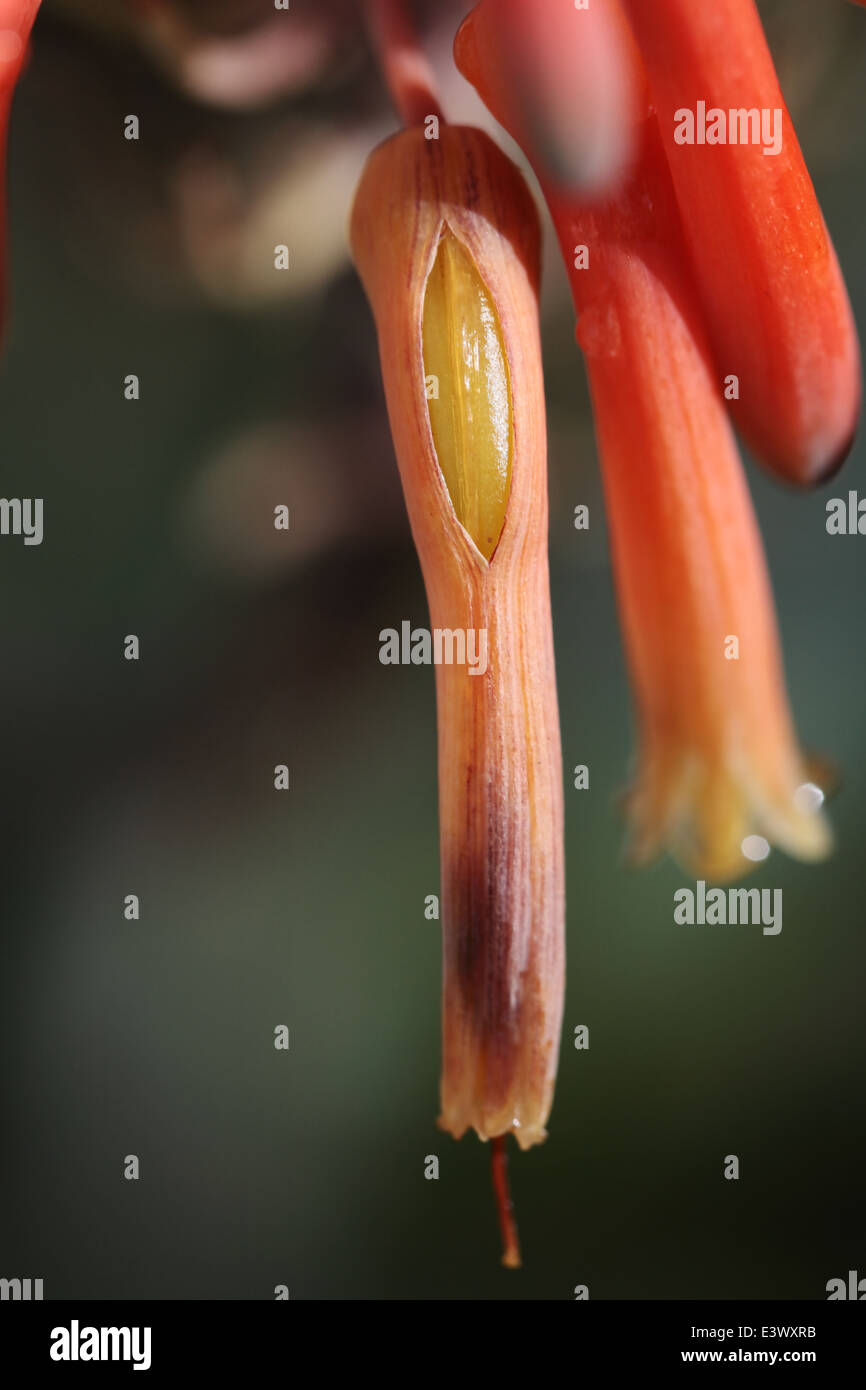 Close up di aloe infiorescenza dopo la pioggia con una maturazione di capsule di semi di scoppio attraverso i petali Foto Stock