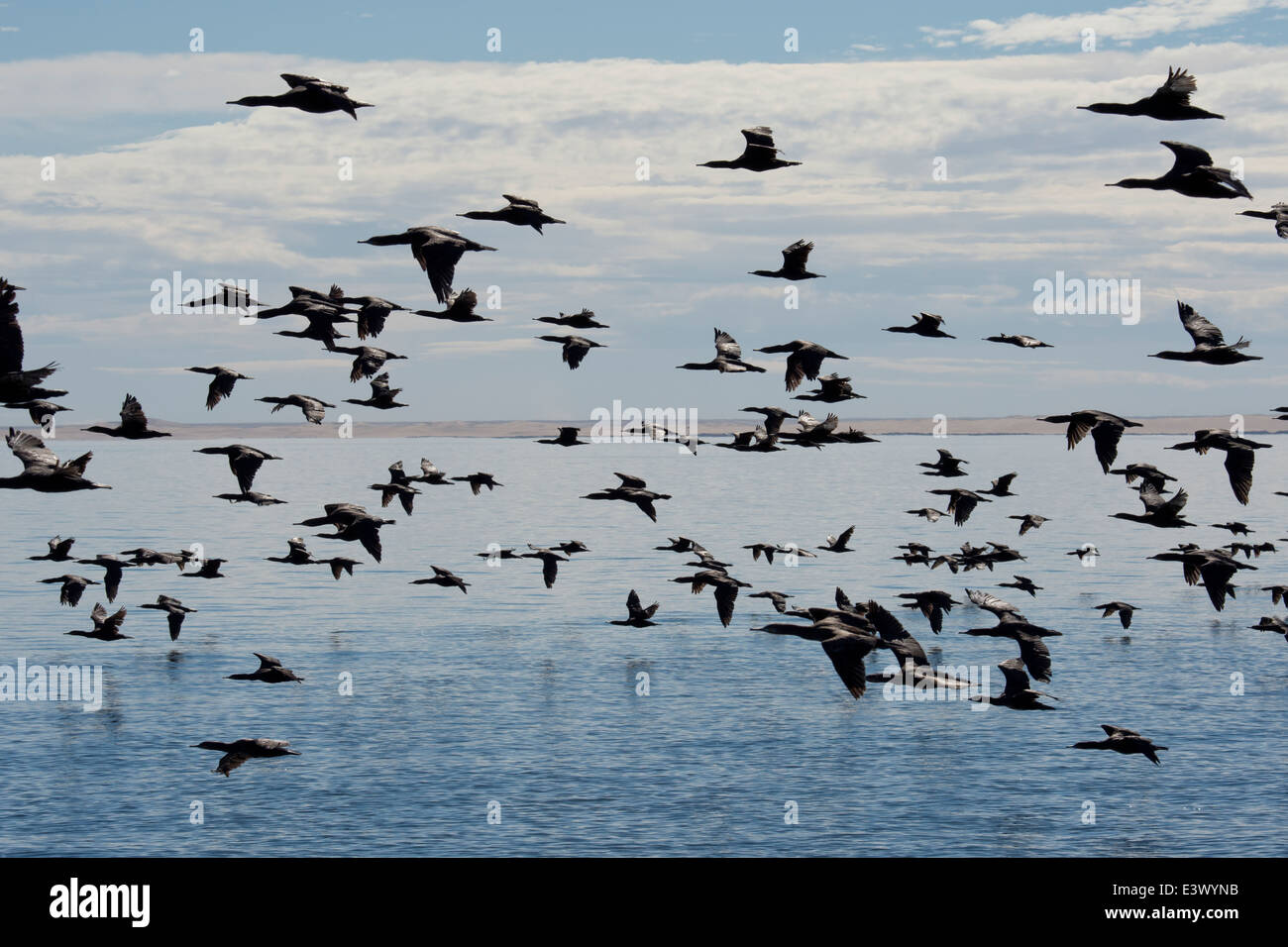 Grande gruppo di Cape cormorano o Cape shag (Phalacrocorax capensis), Walvis Bay, Namibia, Oceano Atlantico Foto Stock