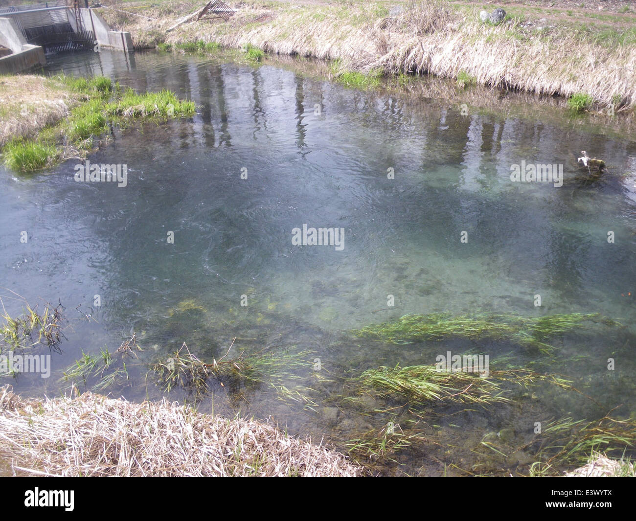 Il canale di uscita del Winthrop National Fish Hatchery offre un habitat cruciale per i giovani salmoni Chinook primaverili mentre passano dall'incubatoio alla natura selvaggia. Questo canale supporta la loro migrazione e sopravvivenza. Foto Stock