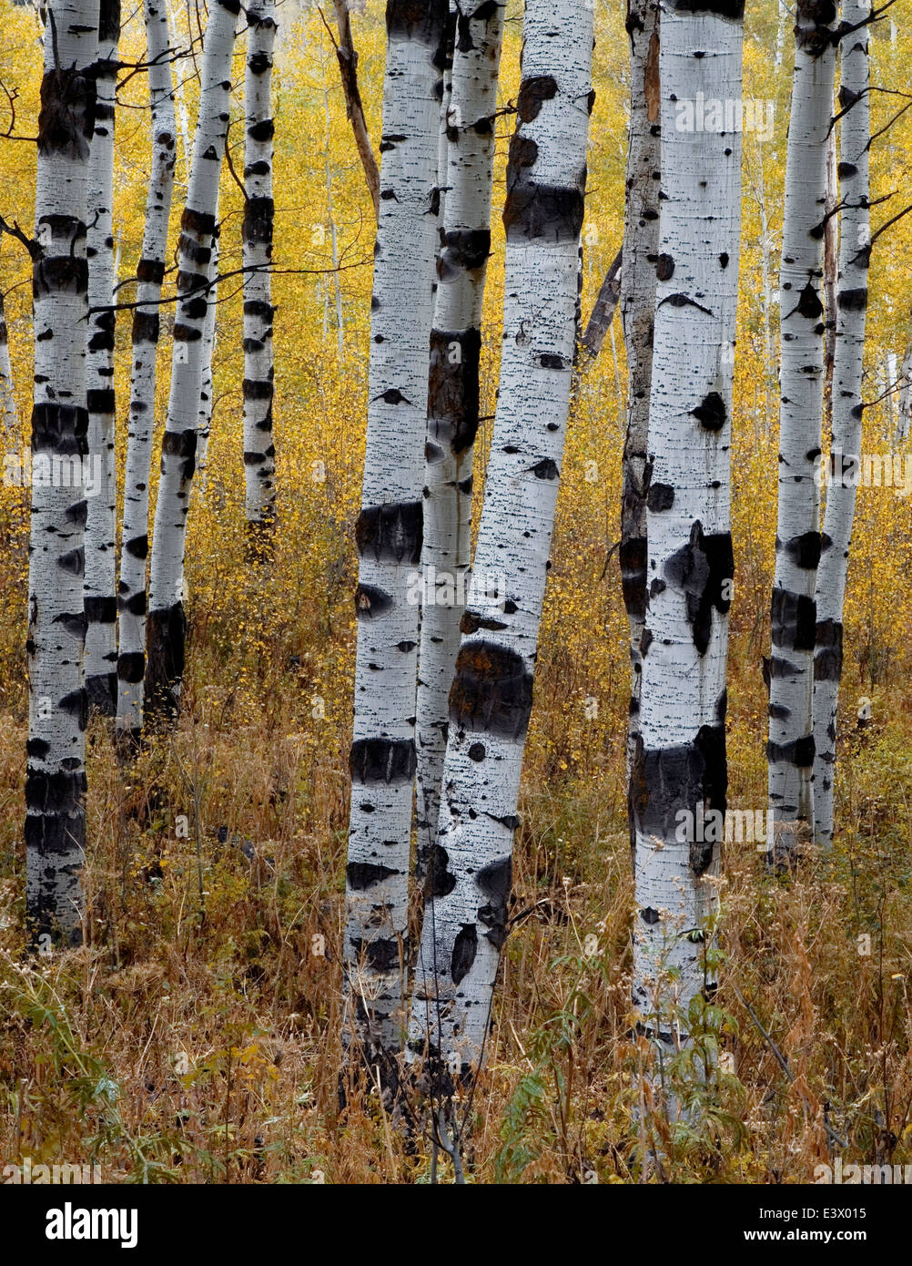 Stati Uniti d'America, Utah, Uinta-Wasatch-Cache National Forest, Alpine Loop Scenic Byway, Aspen Foto Stock