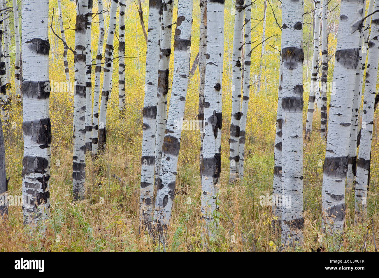 Stati Uniti d'America, Utah, Uinta-Wasatch-Cache National Forest, Alpine Loop Scenic Byway, Aspen Foto Stock