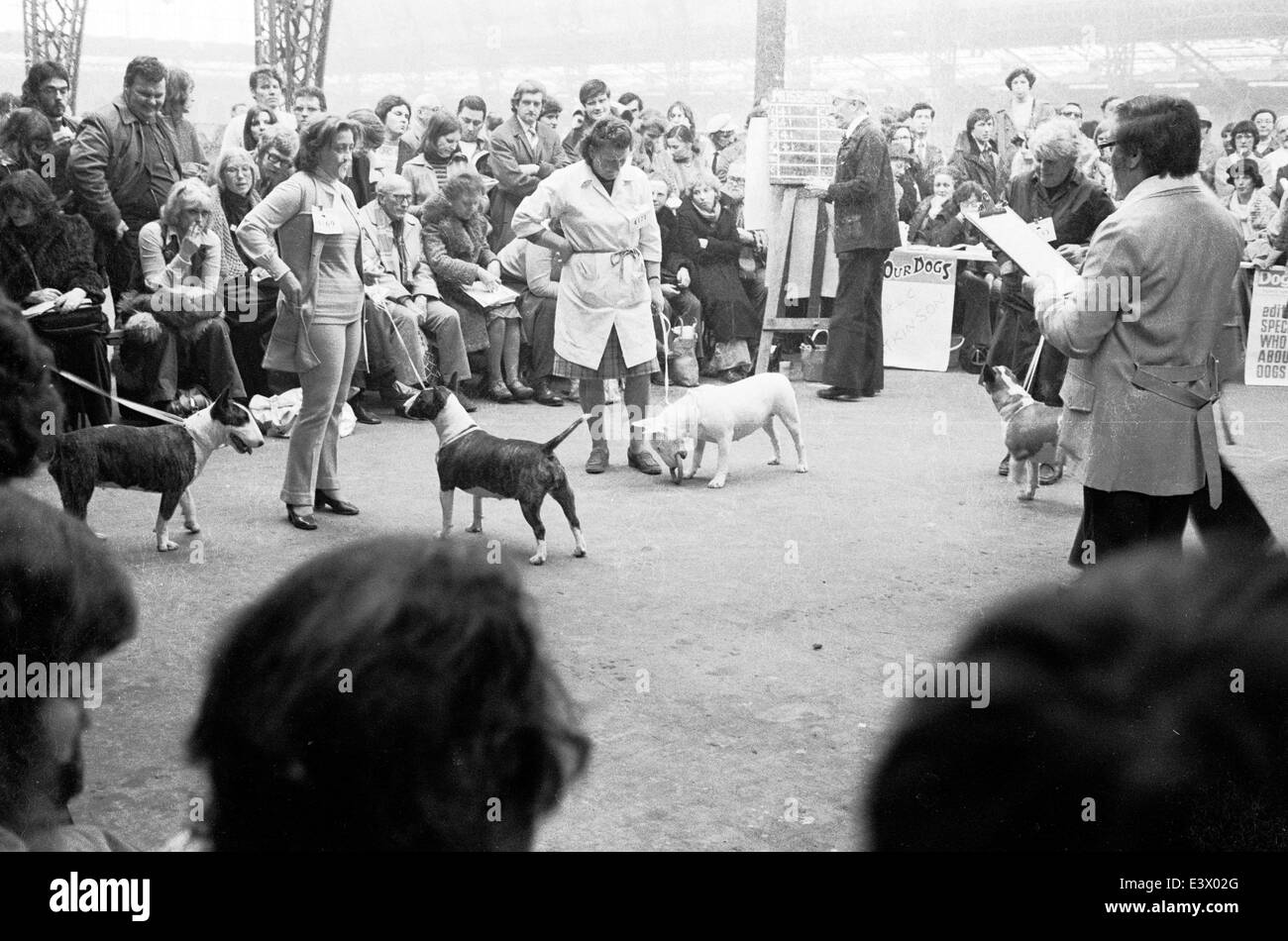 Inglese Bull Terrier al 1977 Olympia Crufts dog show. Foto Stock