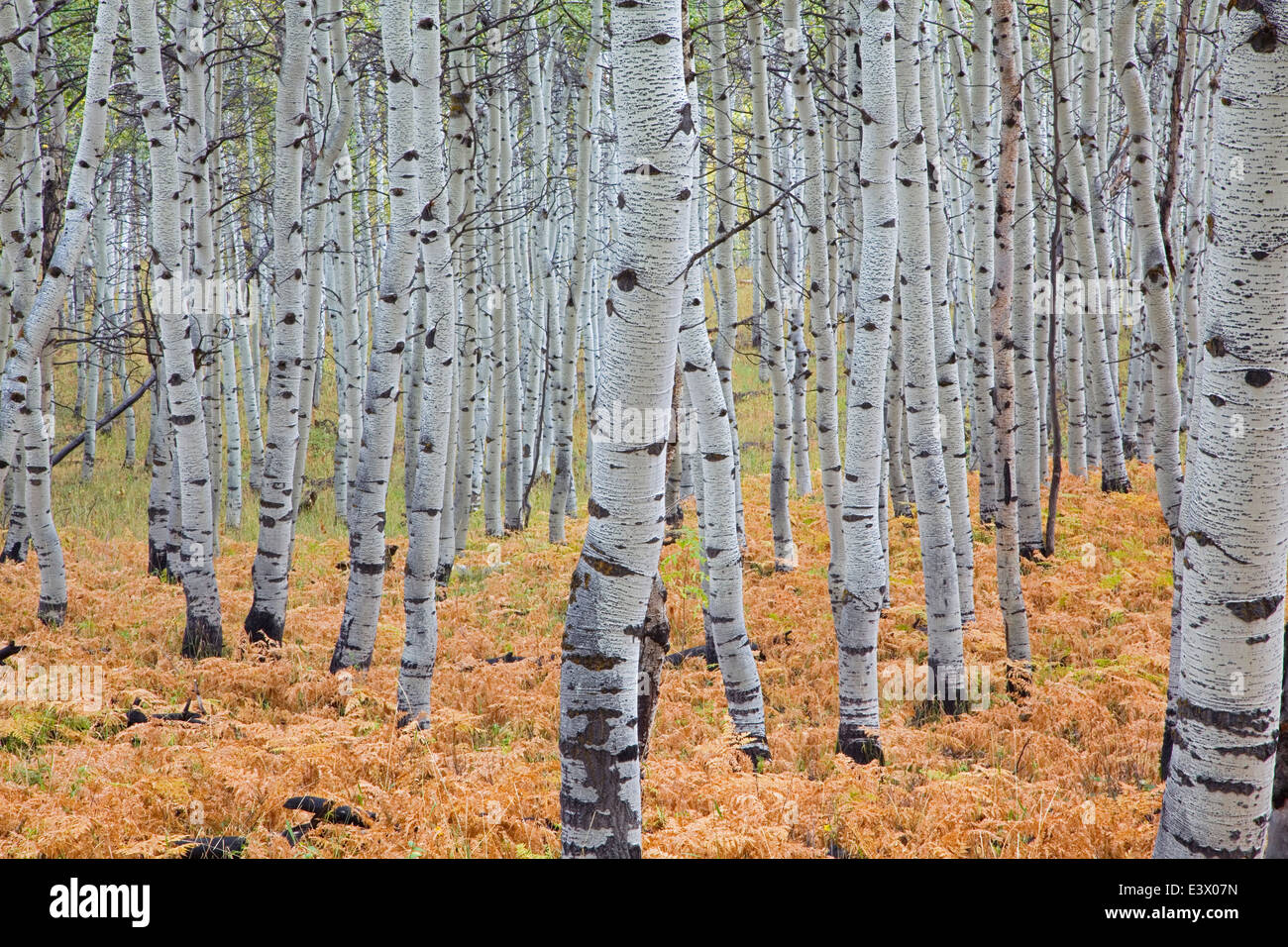 Stati Uniti d'America, Utah, Uinta-Wasatch-Cache National Forest, Alpine Loop Scenic Byway, Aspen Foto Stock