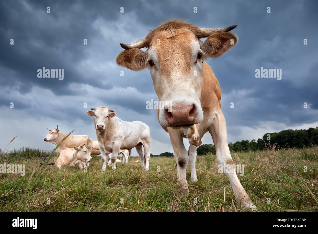Carino mucca su pascolo vicino fino oltre il buio cielo velato Foto Stock