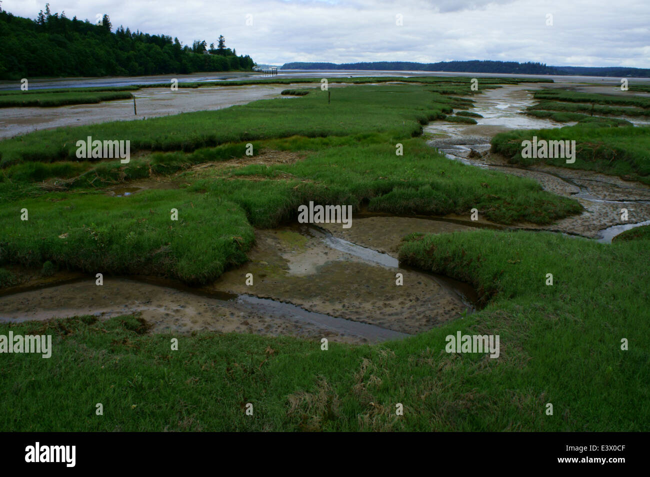 L'estuario del fiume Nisqually con la bassa marea rivela ampie paludi, essenziali per la migrazione degli uccelli acquatici e la vita acquatica. Questo habitat paludoso costiero è vitale per la biodiversità e supporta una varietà di specie, tra cui uccelli migratori e vita marina. Foto Stock
