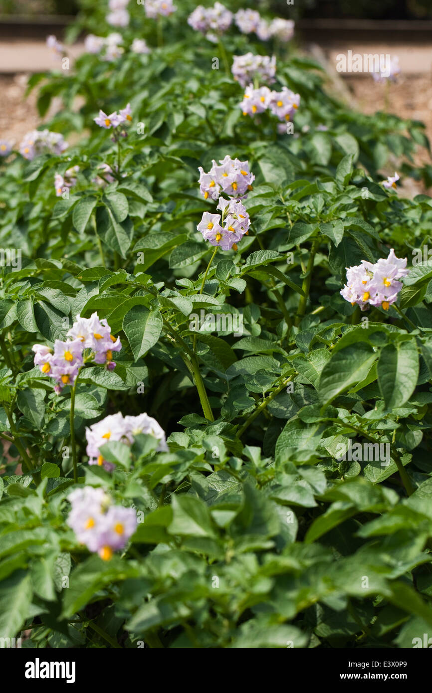 Solanum tuberosum crescendo in un orto. "Patate Charlotte' in fiore. Foto Stock