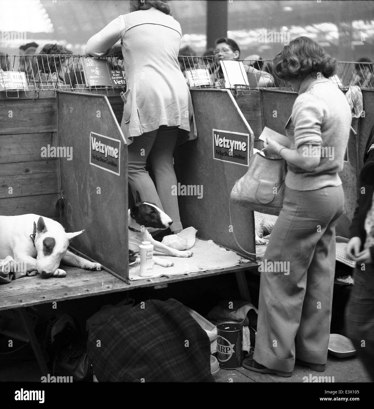 Inglese Bull Terrier al 1977 Olympia Crufts dog show. Foto Stock