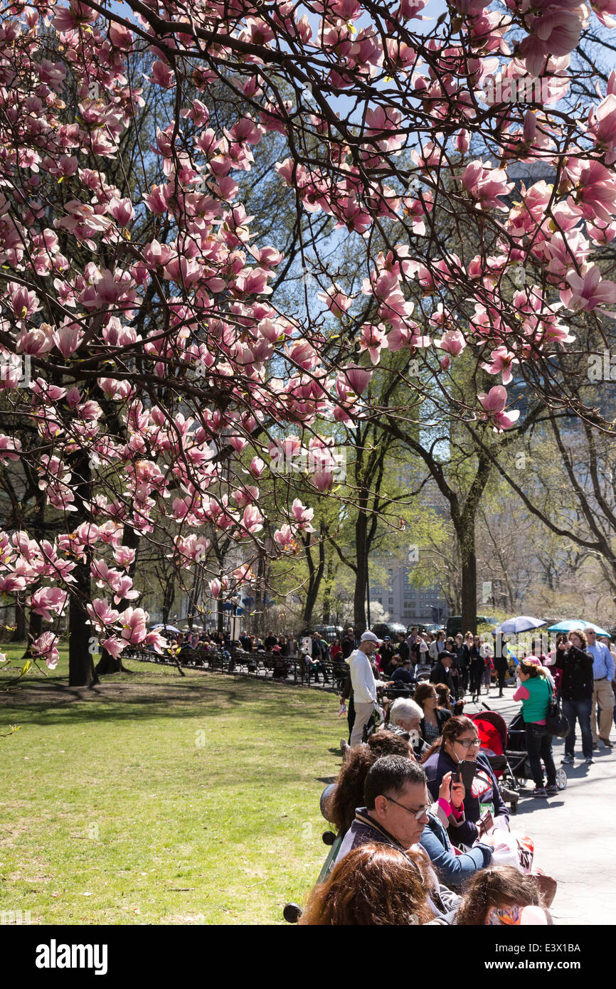 Per coloro che godono di fiori di ciliegio sulle panchine, Central Park, New York, Stati Uniti d'America Foto Stock