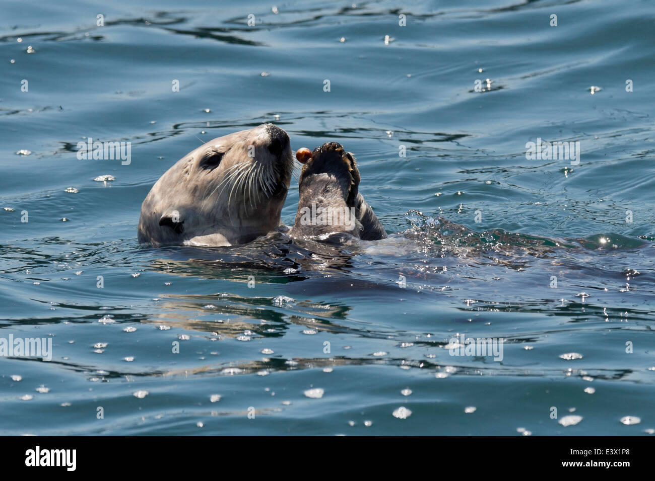 California Sea Otter (Enhydra lutris), mangiare crostacei al di fuori della sua pancia, Monterey, California, Oceano Pacifico Foto Stock