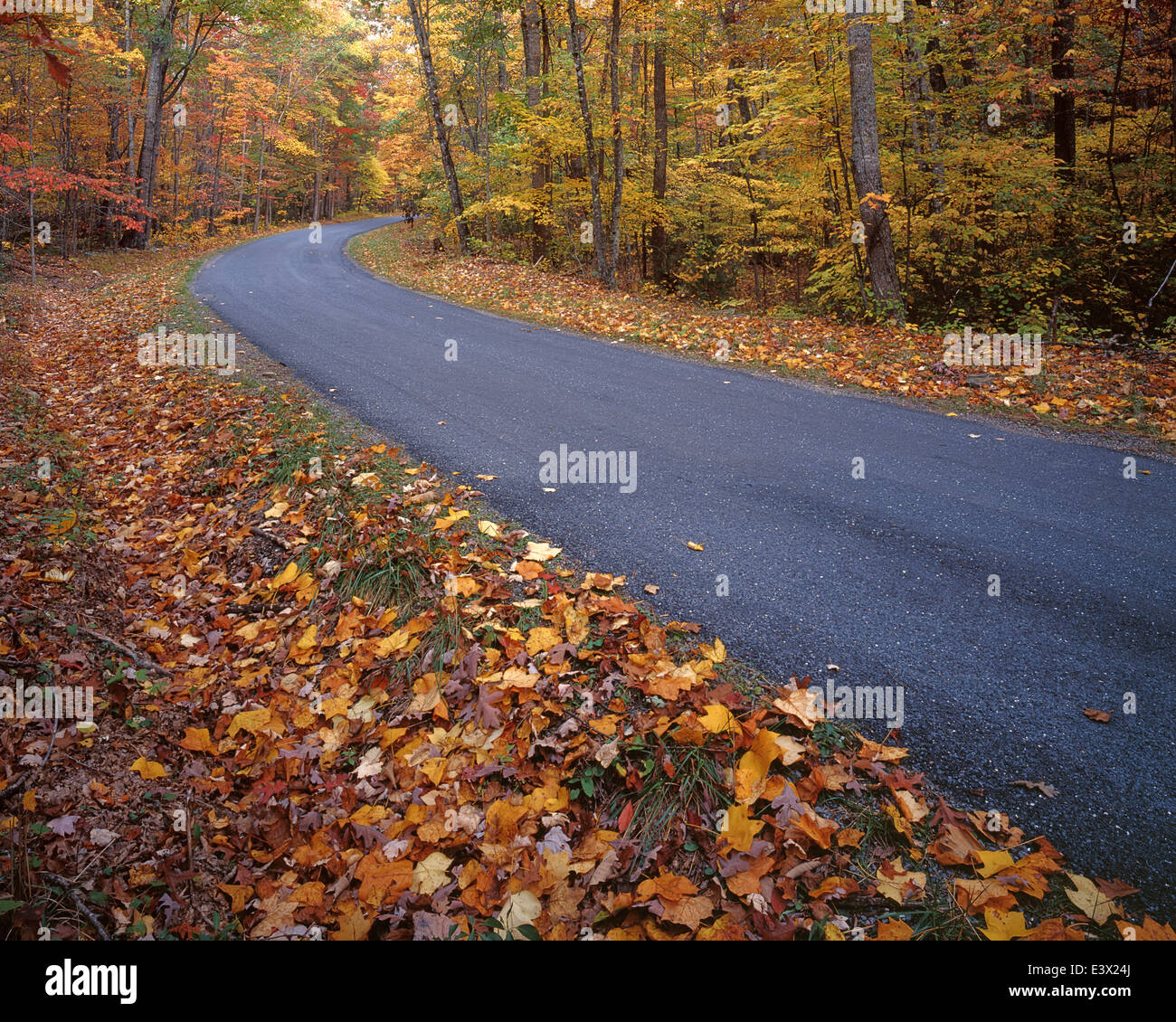 Stati Uniti d'America, Virginia, Autunno a George Washington National Forest Foto Stock