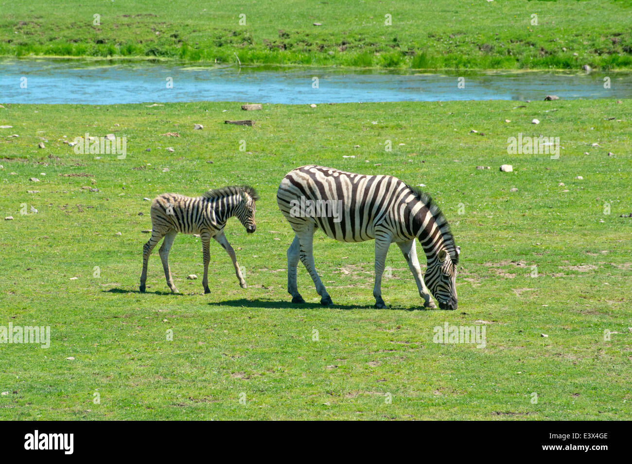 La madre e il bambino Damara Zebra Foto Stock