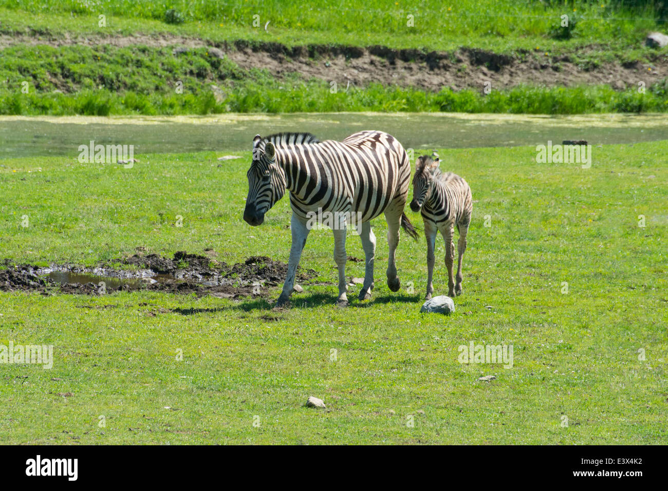 La madre e il bambino Damara Zebra Foto Stock