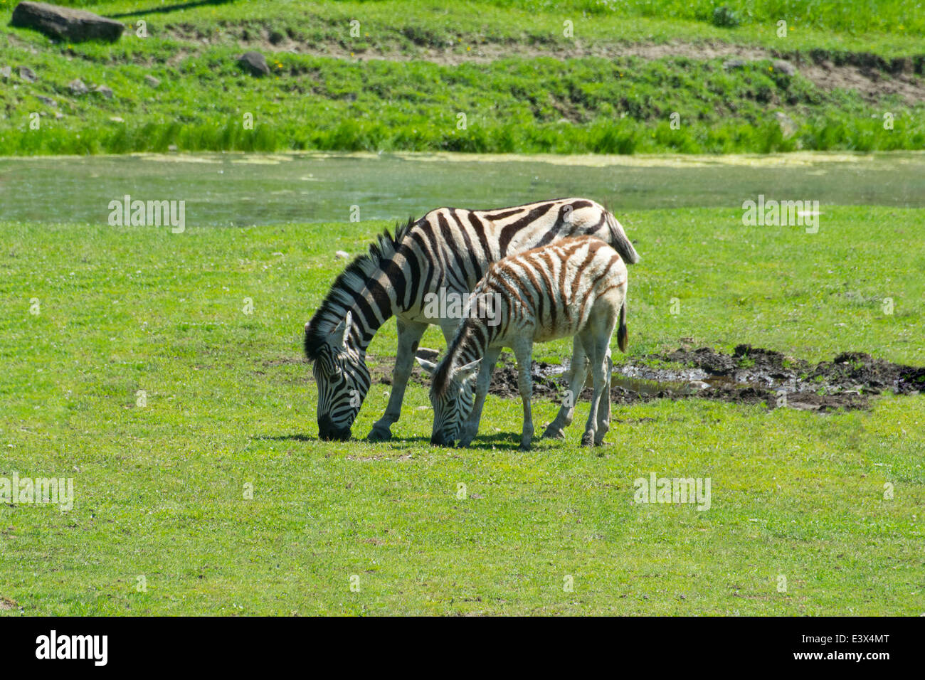 La madre e il bambino Damara Zebra Foto Stock