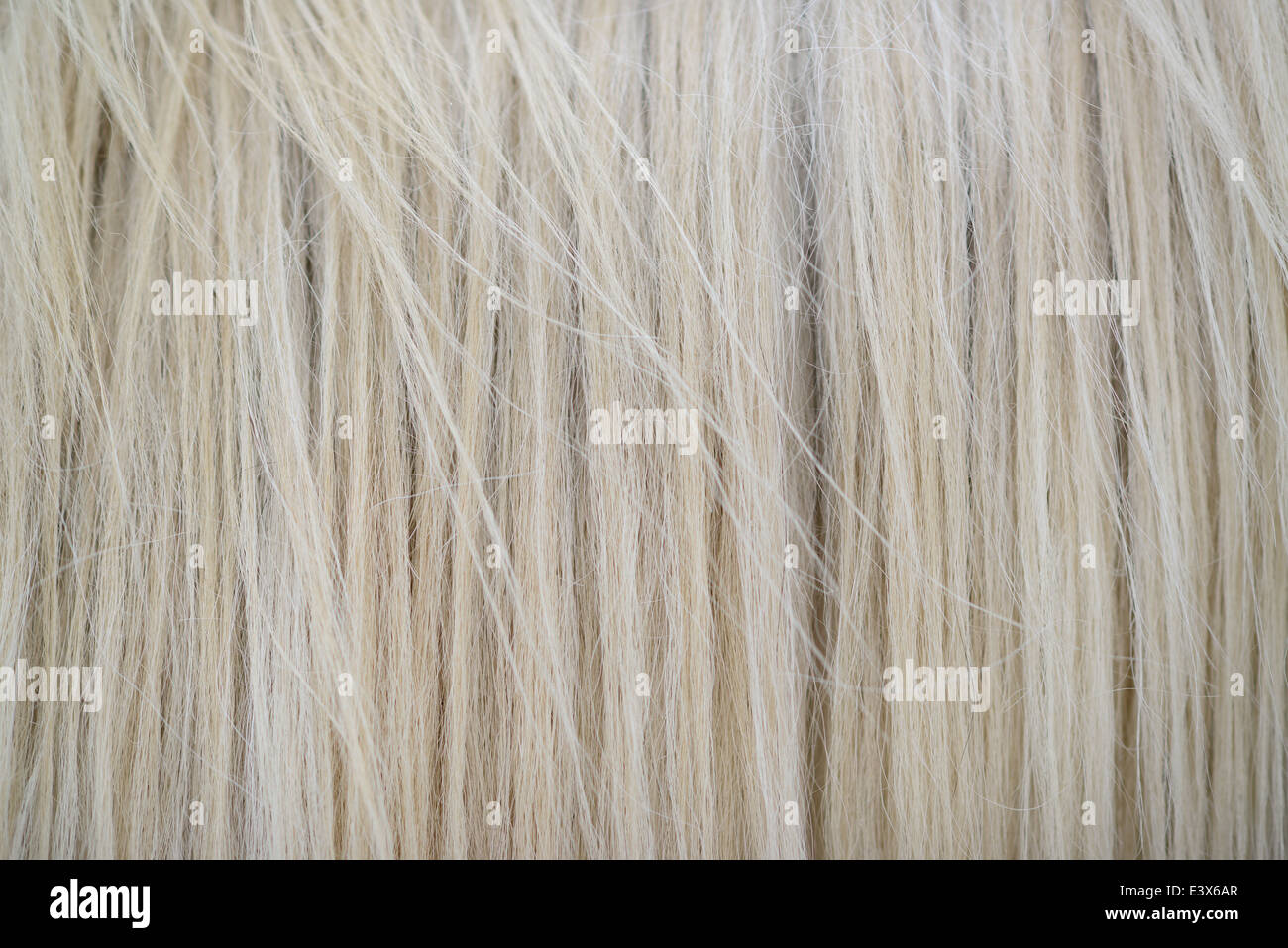 White Horse ad alto dettaglio texture dei capelli Foto Stock