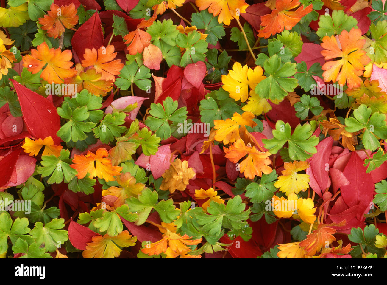 Stati Uniti d'America, Washington, Contea di Spokane, Burningbush foglie e Cranesbill Foto Stock