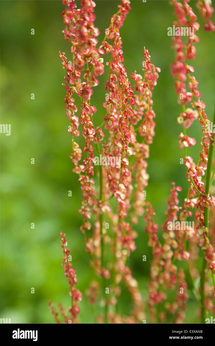 Minuscoli fiori rossi su alti steli in estate in Finlandia Foto Stock