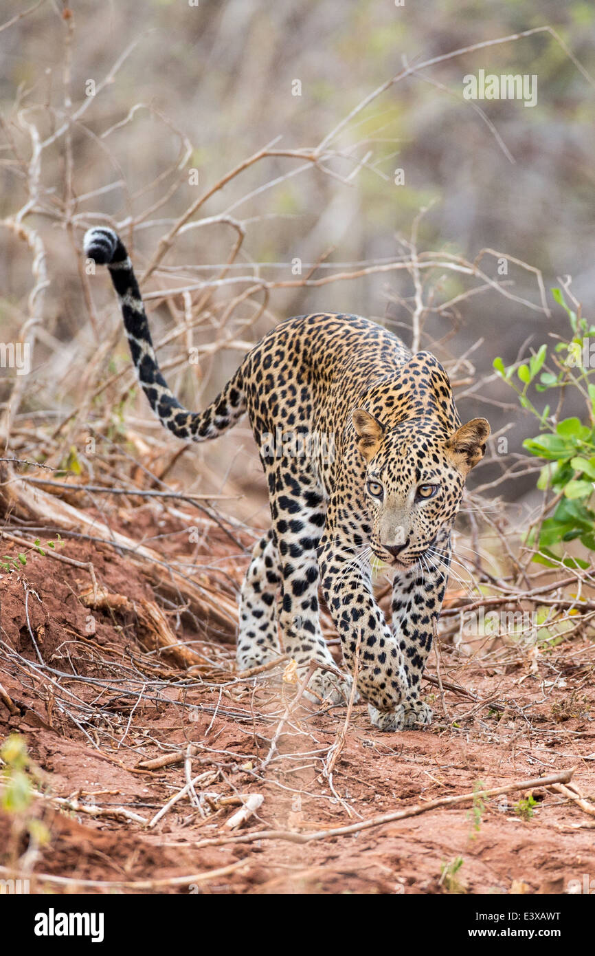 Leopard - Panthera pardus kotiya a Yala NP Sri Lanka Foto Stock