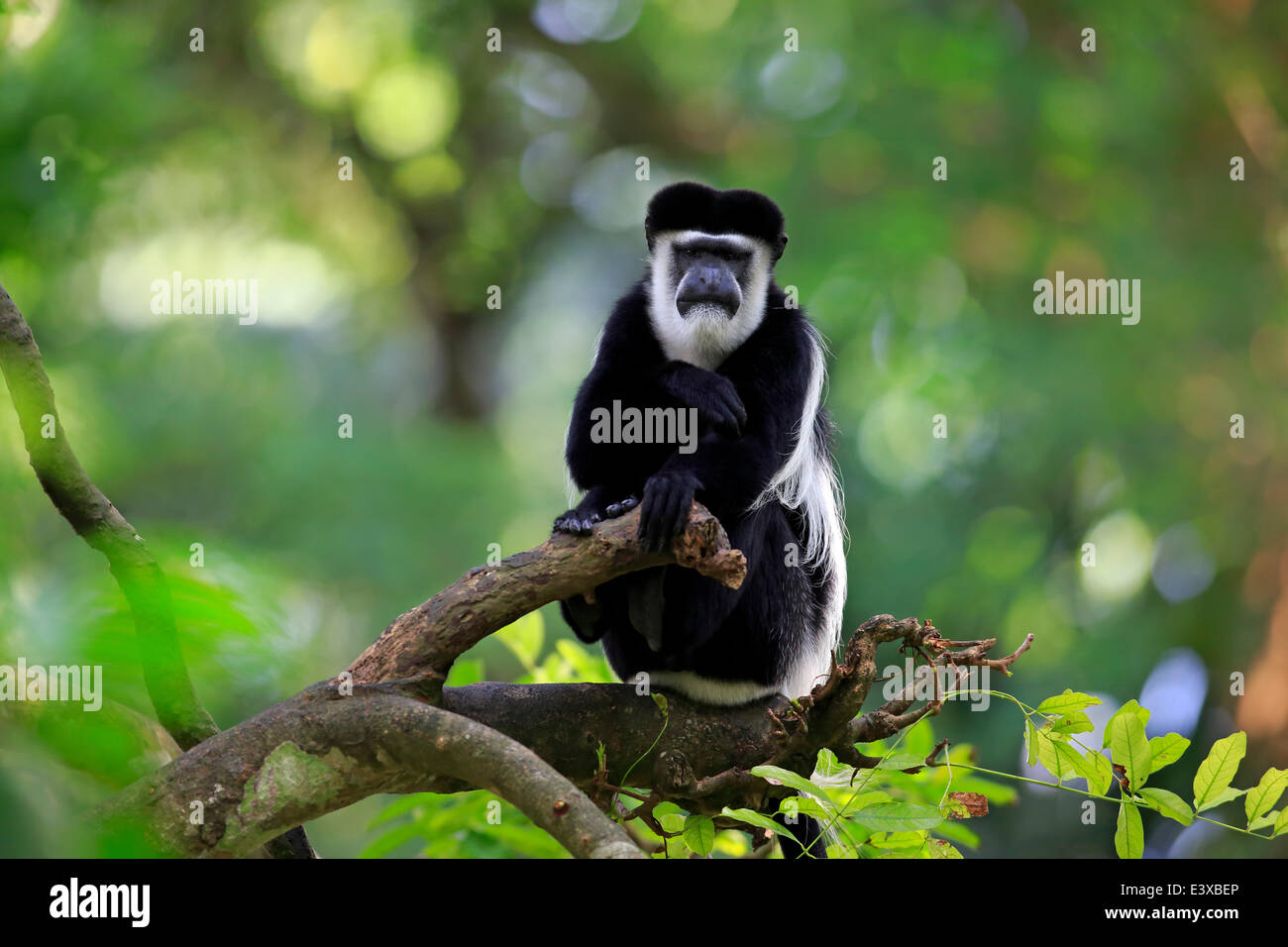 Colobus angolana o Angola Colobus (Colobus angolensis), Adulto, su un albero, nativo di Africa, Singapore Foto Stock