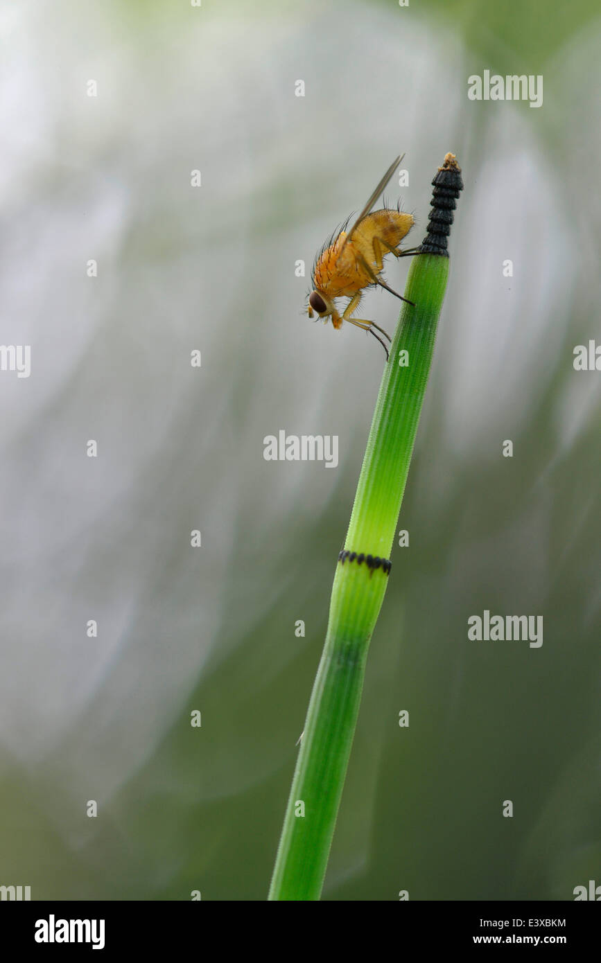 Acqua Equiseto (equiseto fluviatile) con sterco di giallo Fly (Scatophaga stercoraria), Emsland, Bassa Sassonia, Germania Foto Stock