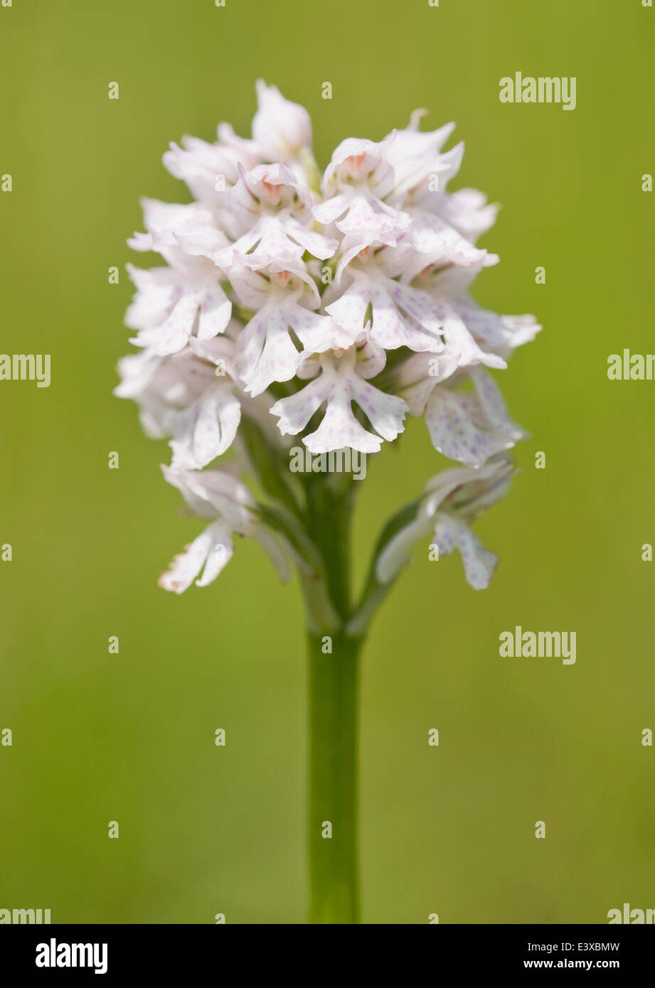 Tre-Orchidea dentata (Neotinea Purshia), fioritura, colore bianco variante, Turingia, Germania Foto Stock