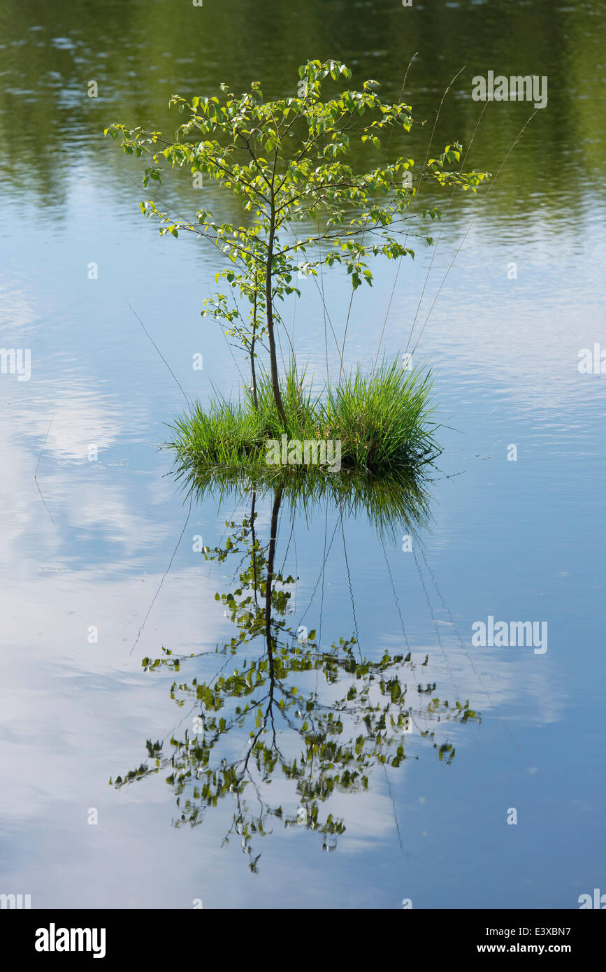 Giovani di betulla pelosa (Betula pubescens) e viola Moor erba (Molinia caerulea), Goldenstedter Moor Riserva Naturale, Bassa Sassonia Foto Stock