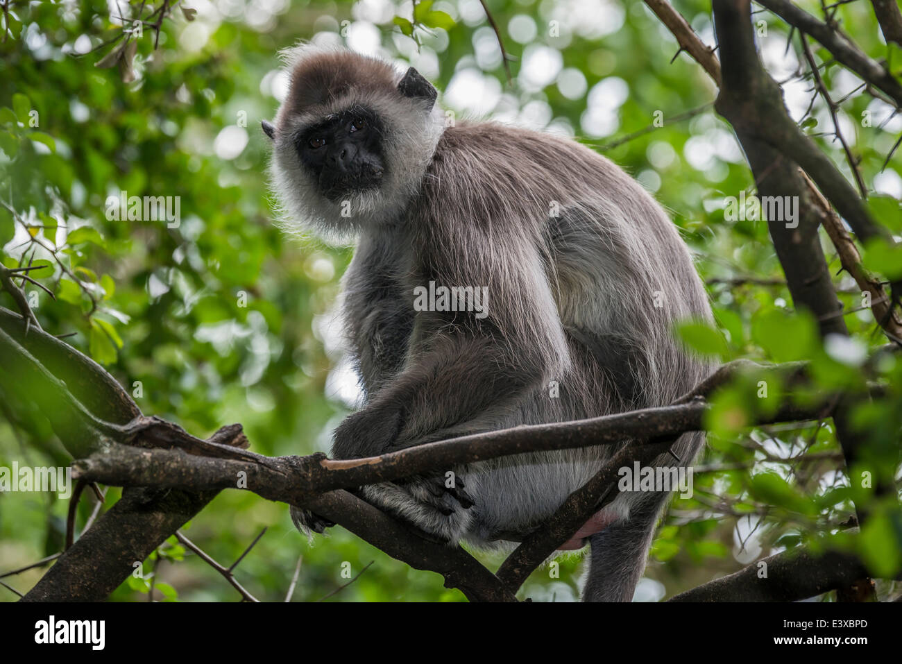 Pianure Settentrionali Langur grigio (Semnopithecus entellus), captive, Provincia del Capo Occidentale, Sud Africa Foto Stock