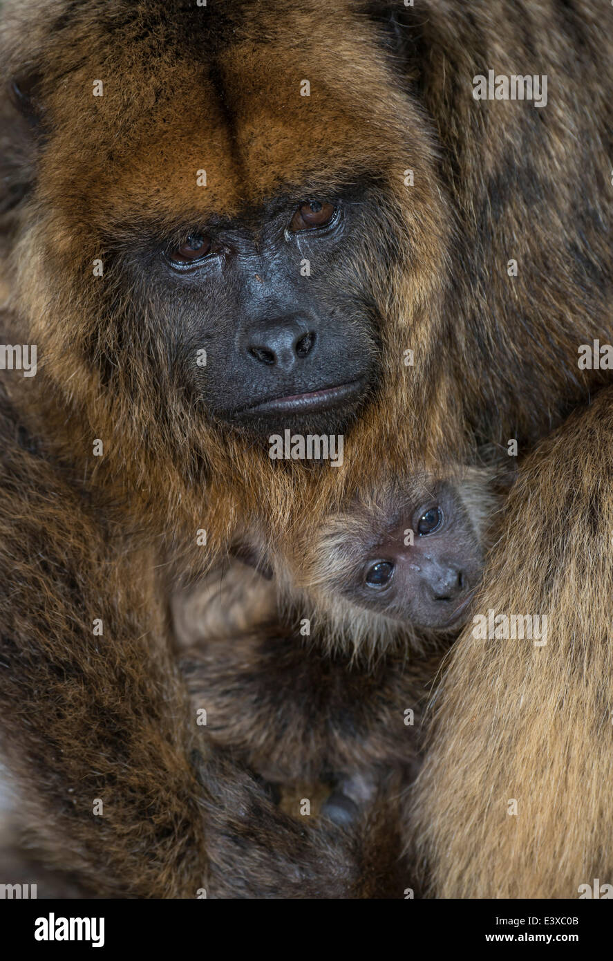 Nero (Howler Alouatta caraya), femmina con giovani, captive, Provincia del Capo Occidentale, Sud Africa Foto Stock