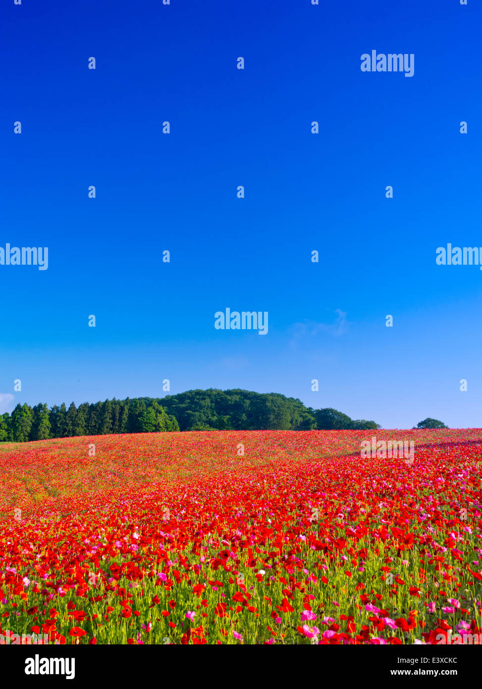 Giardino fiorito e il cielo Foto Stock