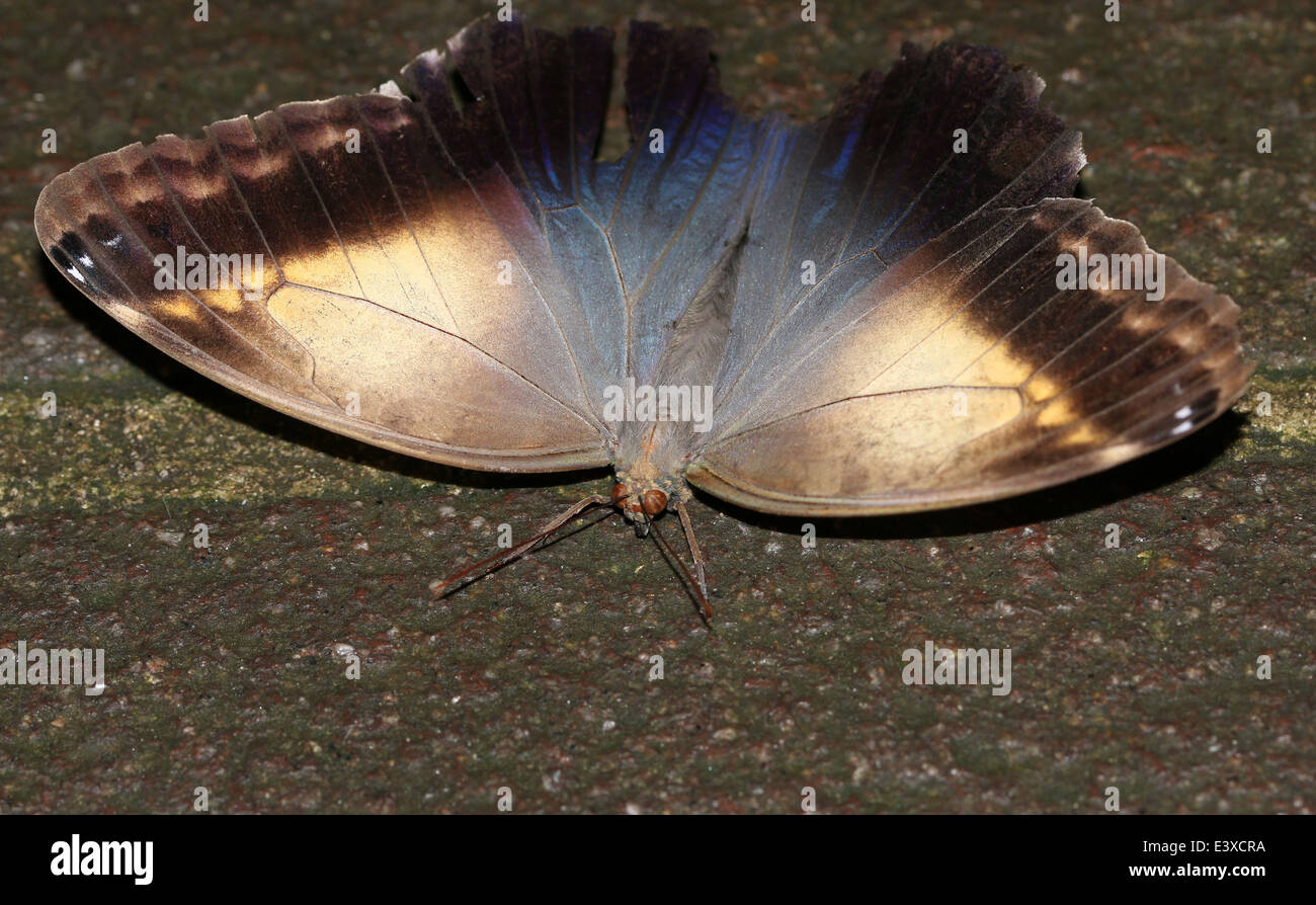 Foresta gigante farfalla Civetta (Caligo eurilochus) ali interne che mostra Foto Stock