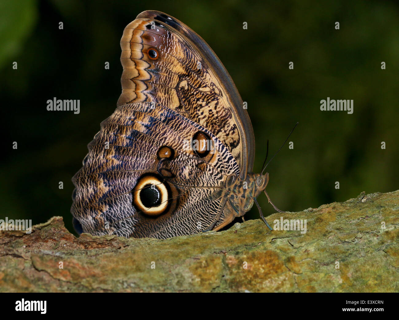 Foresta gigante farfalla Civetta (Caligo eurilochus) ali chiuso Foto Stock