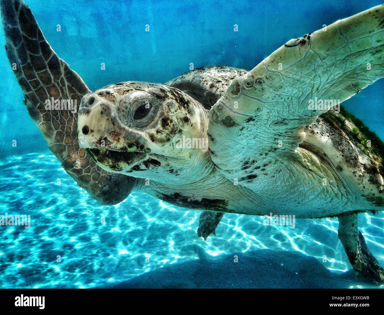 Close up di tartaruga nuoto nel serbatoio - Immagine stock catturata con smartphone