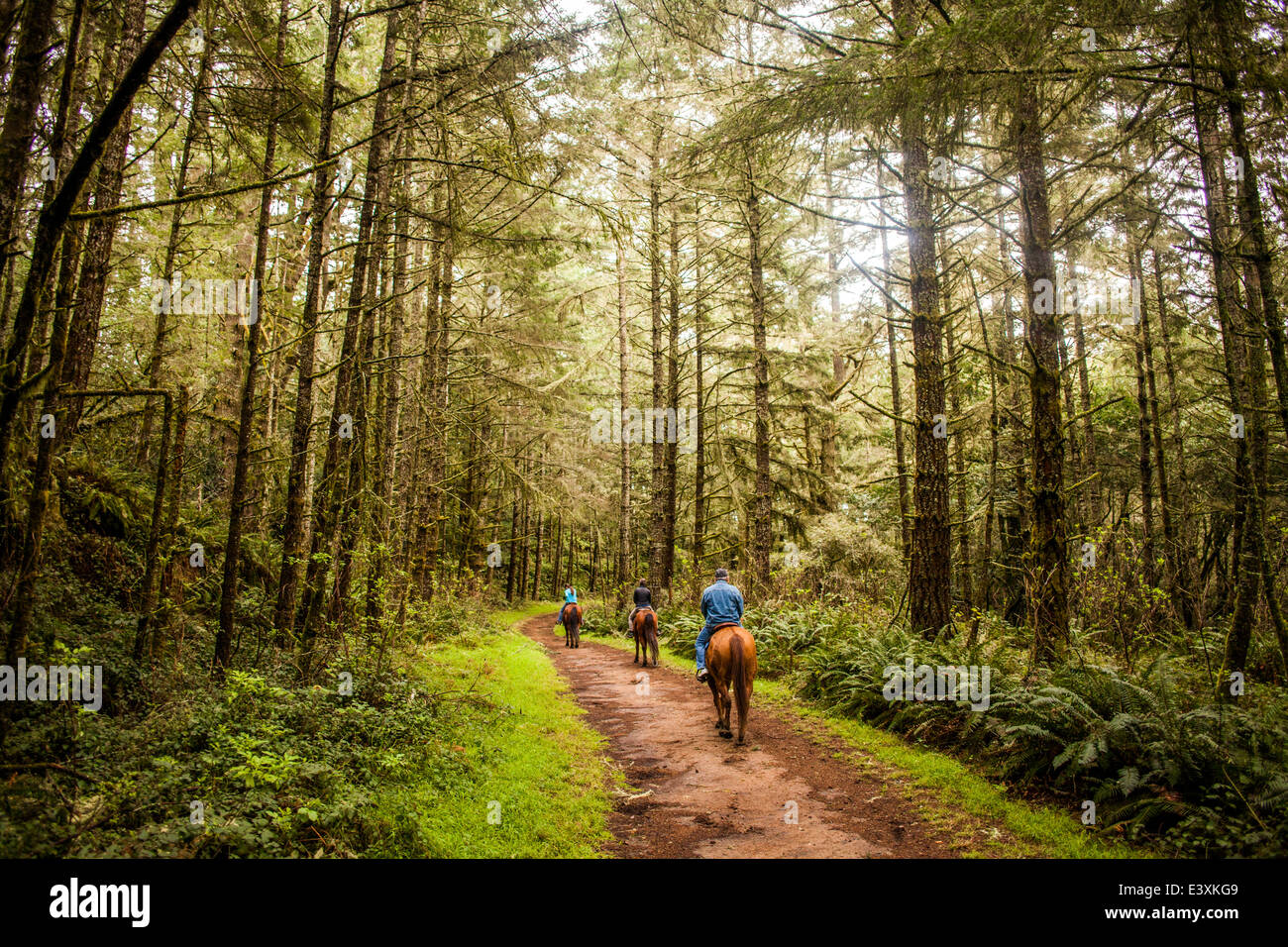 Caucasian Allevatori Cavalli in foresta Foto Stock