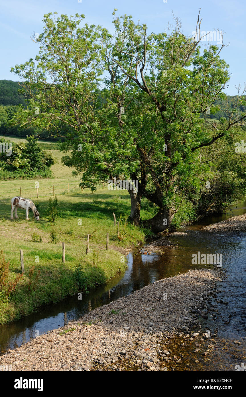 Fiume e paesaggio di campagna in East Devon, Regno Unito Foto Stock