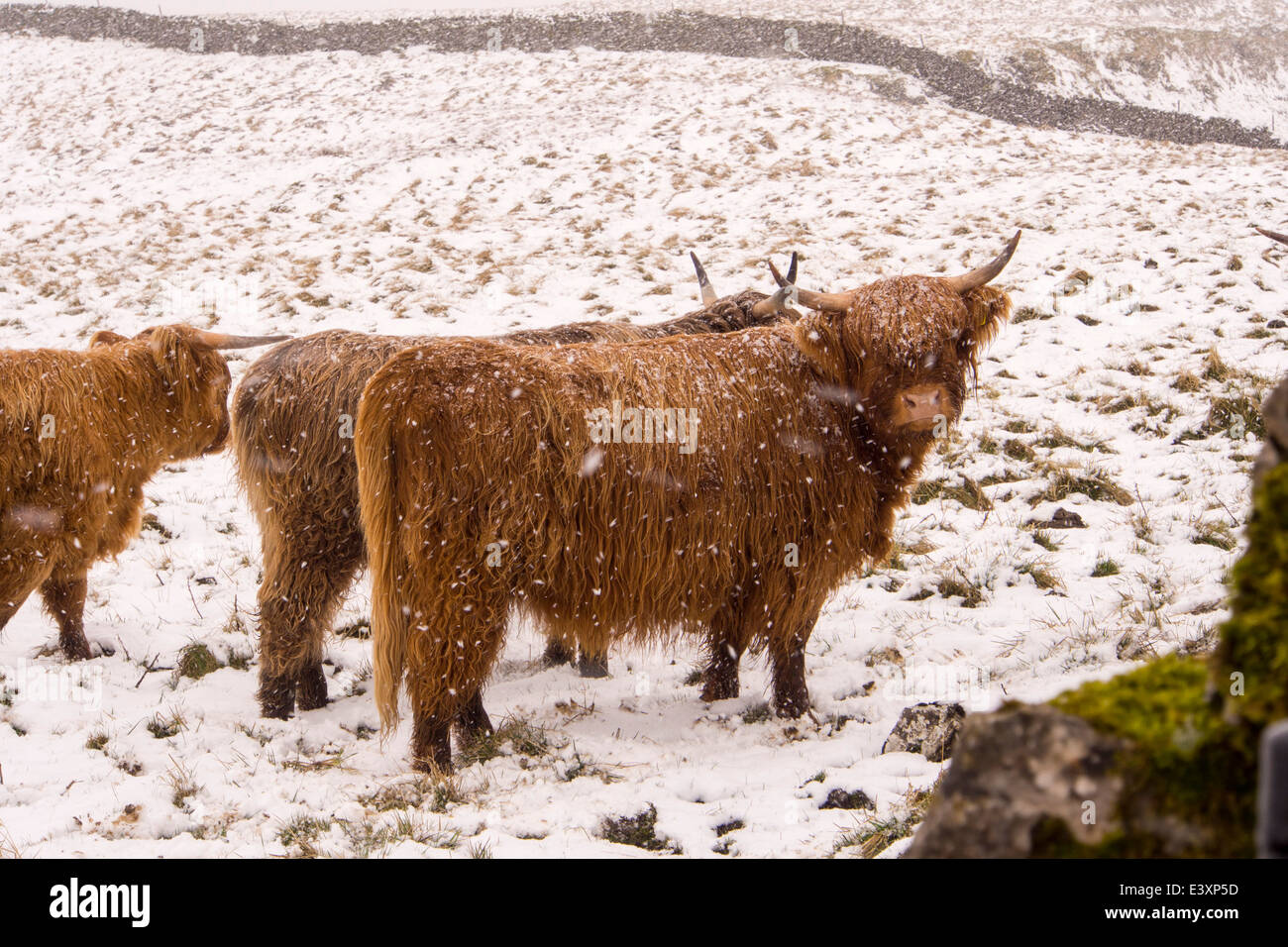 Highland cattleon mori al di sopra di stabilirsi nel Yorkshire Dales National Park, Regno Unito. Foto Stock