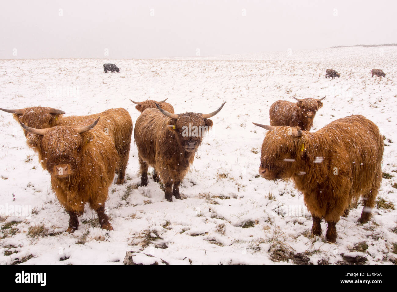 Highland cattleon mori al di sopra di stabilirsi nel Yorkshire Dales National Park, Regno Unito. Foto Stock