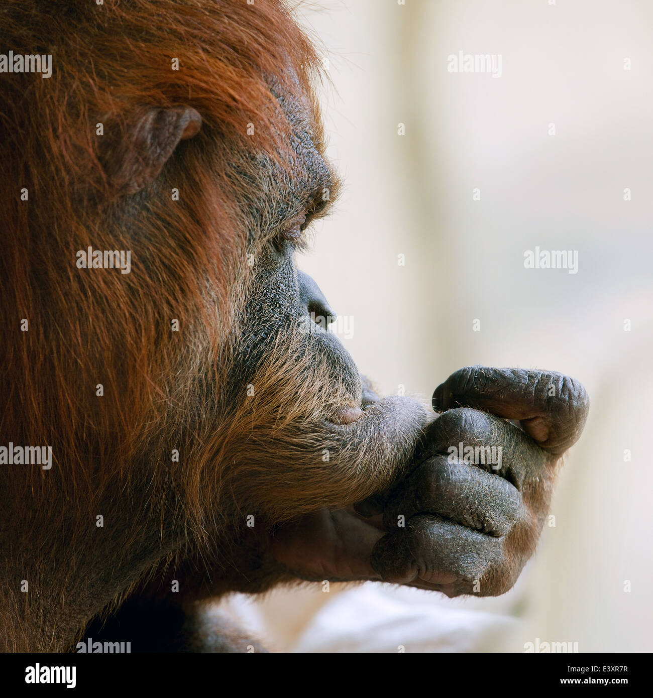 In via di estinzione Orangutan con la mano sulla faccia verticale in Indonesia. Foto Stock