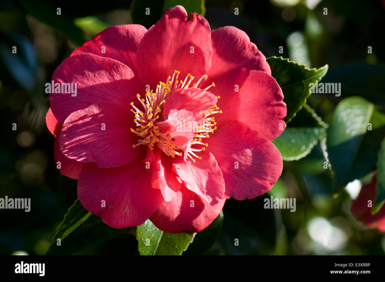 Camellia japonica 'Clarise Carleton'. Sir Harold Hillier giardini. Foto Stock