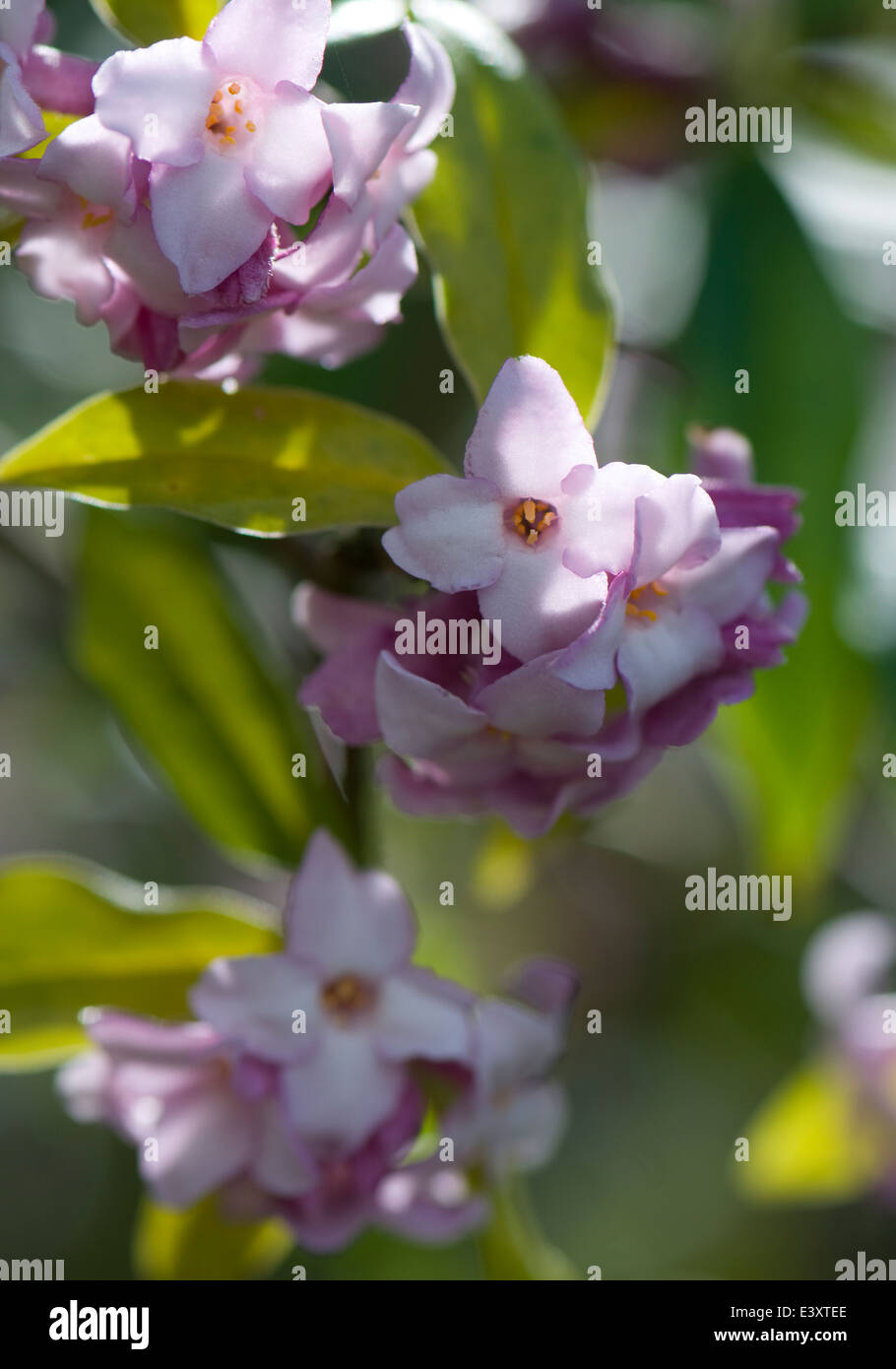 Daphne bholua 'Jacqueline Postill'. Sir Harold Hillier giardini. Foto Stock
