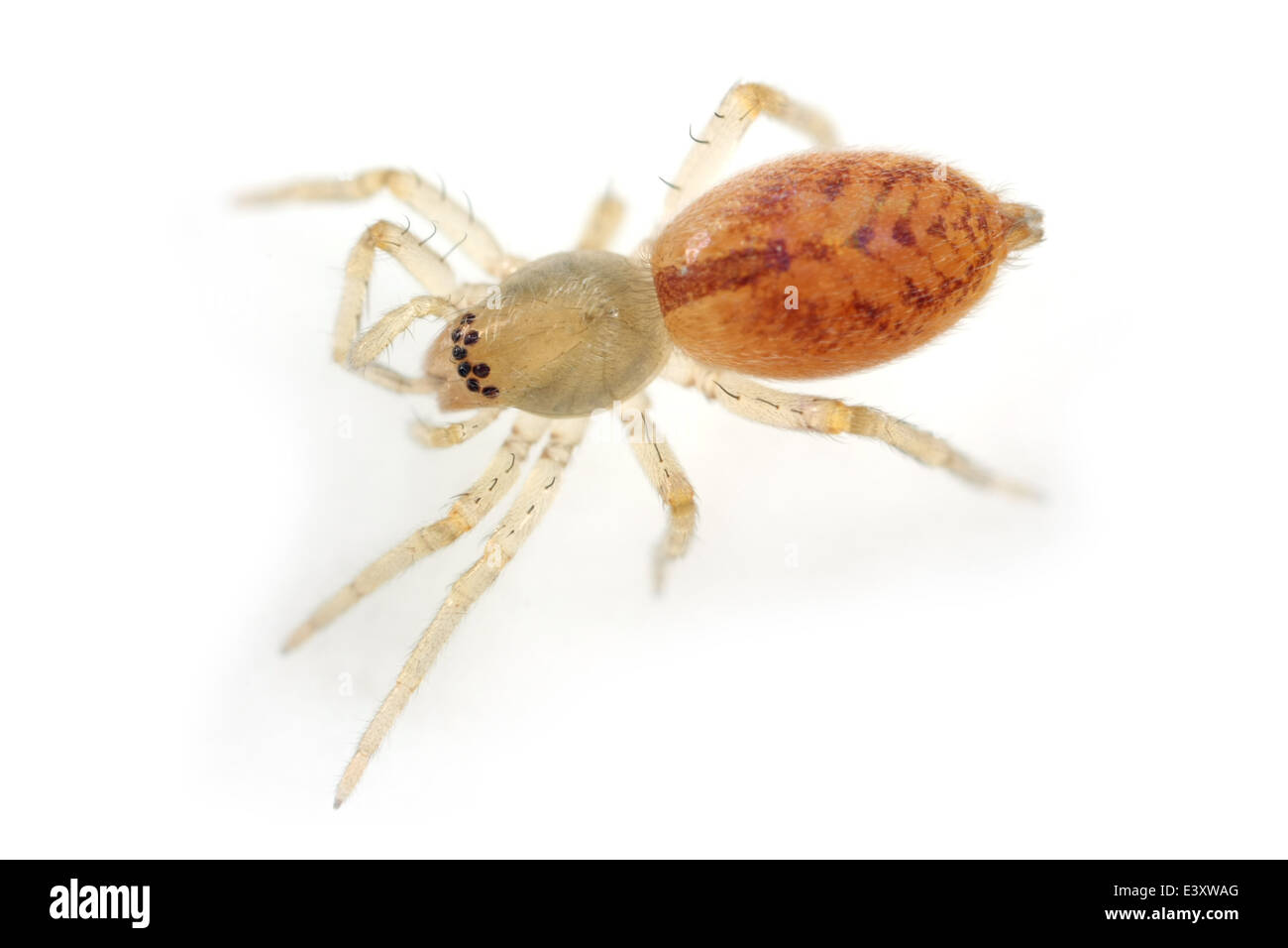 I capretti Clubiona comta spider, parte della famiglia Clubionidae - Sac ragni. Isolato su sfondo bianco. Foto Stock