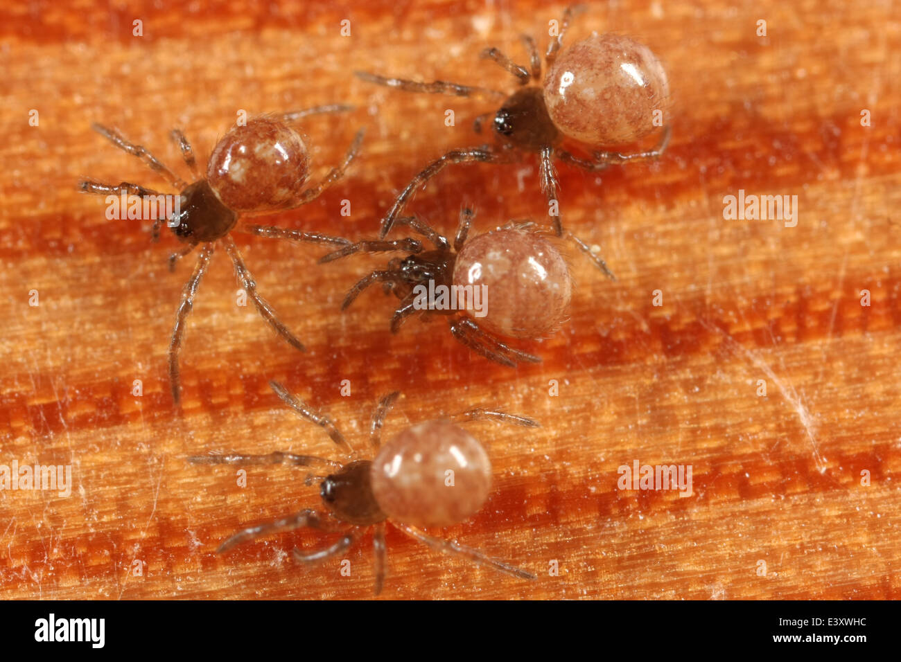 Steatoda bipunctata (Comune di falso-vedova) spiderlings, parte della famiglia Theridiidae. Foto Stock