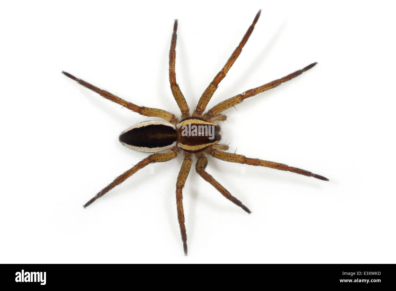 Femmina Dolomedes fimbriatus (grande zattera spider) parte della famiglia Pisauridae, vivaio spider web, isolato su sfondo bianco Foto Stock